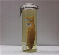 藏品(臺灣鏟頜魚)的圖片